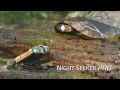 Browning Night Seeker Pro