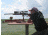 Alpen Kodiak 3.5-10x50 Wide Angle Multi Coated Water Proof Rifle Scope 2060 Rifle scope
