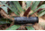 ATN BlazeTrek-619 1.25x - 10x Thermal Imaging Monocular 12 Micron, 640x512, Black, TIMNBLT619