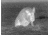 DEMO ATN Thor 320 3x Enhanced Thermal Imaging Weapon Sight TIWSMT323D-DEMO