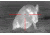 Demo,ATN Thor240 1-4x Thermal Weapon Scope,240x180,19mm,30Hz,25 micron TIWSMT241D
