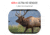 ATN X-Sight 5 LRF 5-25x UHD Smart Day/Night Hunting Rifle Scope, 30mm Tube w/ Gen 5 Sensor, Multiple Patterns &amp; Color Options Reticle, Black, DGWSXS5255LRF
