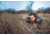 ATN X-Sight 5 LRF 5-25x UHD Smart Day/Night Hunting Rifle Scope, 30mm Tube w/ Gen 5 Sensor, Multiple Patterns &amp; Color Options Reticle, Black, DGWSXS5255LRF