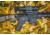 DNT Optics Zulus HD 5-20x V2 Digital Night Vision Riflescope w/ Laser Rangefinder