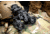 EOTech BinoNV 1x w/ Wilcox G24 Mount, ESA Gen III, White Phosphor, Black, EOT-BINO-AI-B