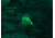 Infiray Fast Red Dot 1X Thermal Fusion Sight, Black, Medium, FAST FAH25