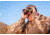 Leica Geovid R 8x42mm Rangefinder Binocular, LED, Black, 40811