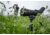 Leica Televid HD 20-60x82mm Spotting Scope Kit