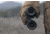 Leupold BX-3 Alpine HD 10x42mm Binocular