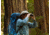 Nikon M5 12 x 42 Roof Prism Binoculars, Black, 16769