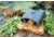Nikon Trailblazer 10x25mm Porro Prism Binoculars, Black, Compact, 16853