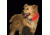 Nite Ize Nite Dawg LED Collar Cover - Pink NDCC-03-12