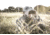 Sightmark Solitude 7x36 XD Binoculars SM12101