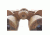 Veber Bpc Vr Classic Porro Prizm Rubber Armored Binocular, Desert Camo, 20x60 BBPCC2060VRC