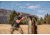 Vortex Strike Eagle 3-18x44mm Riflescopes, 34mm Tube, First Focal Plane, EBR-7C MOA, Black, SE-31801