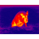 ATN ThOR 320 3x Enhanced Thermal Imaging Weapon Sight TIWSMT323D EE