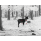 Leica Calonox 2 Sight 1x Thermal Rifle Scope, 60 Hz, 1280 x 960, Black, 50511
