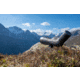 Leica Televid HD 20-60x82mm Spotting Scope Kit