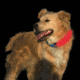 Nite Ize Nite Dawg LED Collar Cover - Pink NDCC-03-12