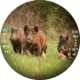 PARD Optics DS35 Day and Night Vision Rifle Scope, Laser Range Finder, 5.6x70mm, 940nm IR, 2560x1440 px, Multiple Reticles, Black, DS35-70RF-940
