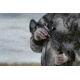 Sightmark Laser Bore Sight, 7.62 x 39, SM39002