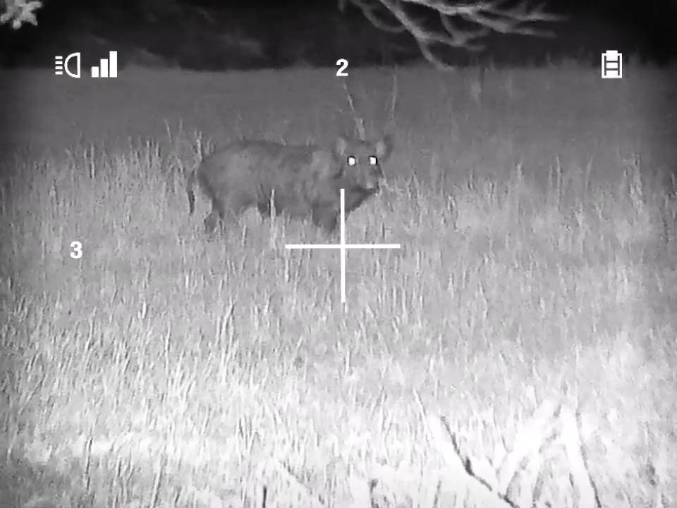 opplanet night owl optics nightshot hog video